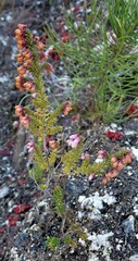 Erica scabriuscula