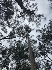 Eucalyptus propinqua