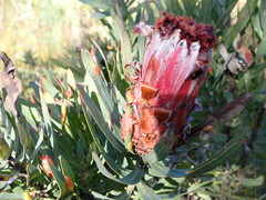 Protea neriifolia