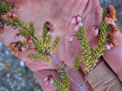 Erica scabriuscula