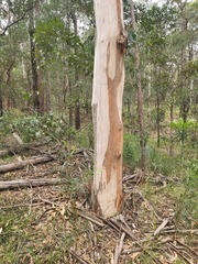 Eucalyptus propinqua