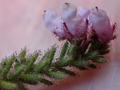 Erica scabriuscula