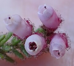 Erica scabriuscula