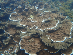 Montipora
