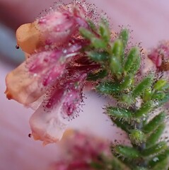 Erica scabriuscula