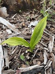Eulophia cernua