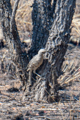 Chlamydera nuchalis
