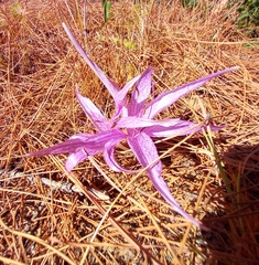 Colchicum chalcedonicum
