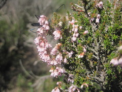 Erica setacea