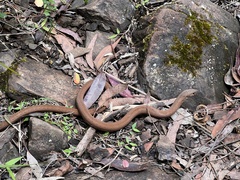 Pygopus lepidopodus