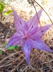 Colchicum chalcedonicum
