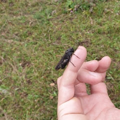 Psophus stridulus