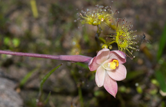 Thelymitra luteocilium