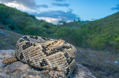 Crotalus culminatus