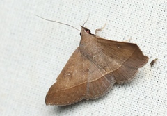 Hypospila bolinoides