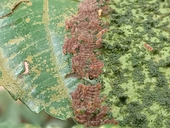 Thyrassia