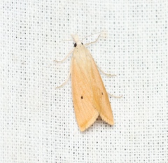 Scirpophaga incertulas