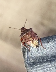 Podisus serieventris