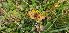 Boloria