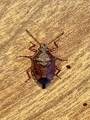 Podisus serieventris