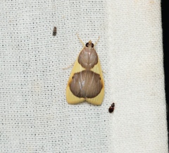 Prooedema inscisalis