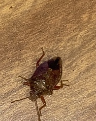 Podisus serieventris