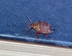 Podisus serieventris