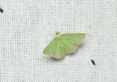 Argyrocosma inductaria