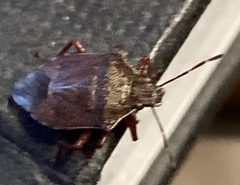 Podisus serieventris