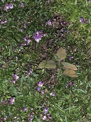 Torenia fournieri
