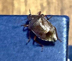 Podisus serieventris