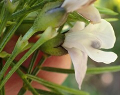 Psoralea