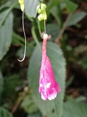 Strobilanthes hamiltoniana