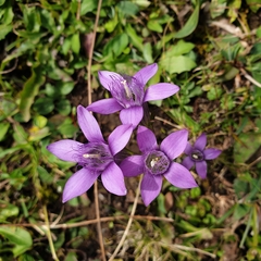 Gentianella germanica