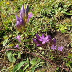 Gentianella germanica