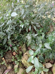 Strobilanthes hamiltoniana