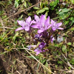 Gentianella germanica