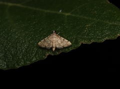 Lamprosema tampiusalis