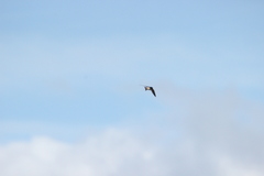 Petrochelidon nigricans nigricans