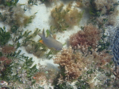 Plectroglyphidodon gascoynei