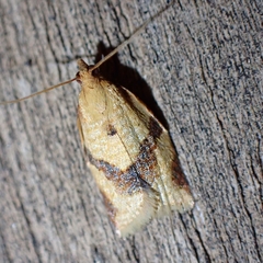 Clepsis consimilana