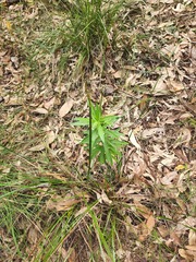 Gomphocarpus physocarpus