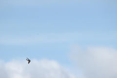 Petrochelidon nigricans nigricans