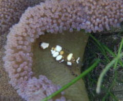 Ancylocaris brevicarpalis