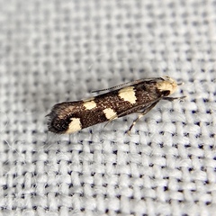 Limnaecia tetraplanetis