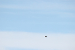 Petrochelidon nigricans nigricans