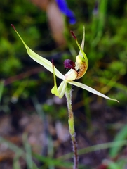 Caladenia leptochila