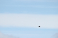 Petrochelidon nigricans nigricans