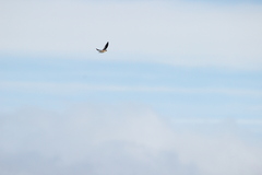 Petrochelidon nigricans nigricans