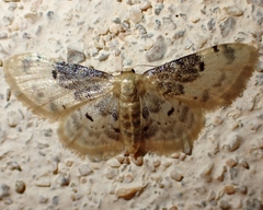 Idaea filicata